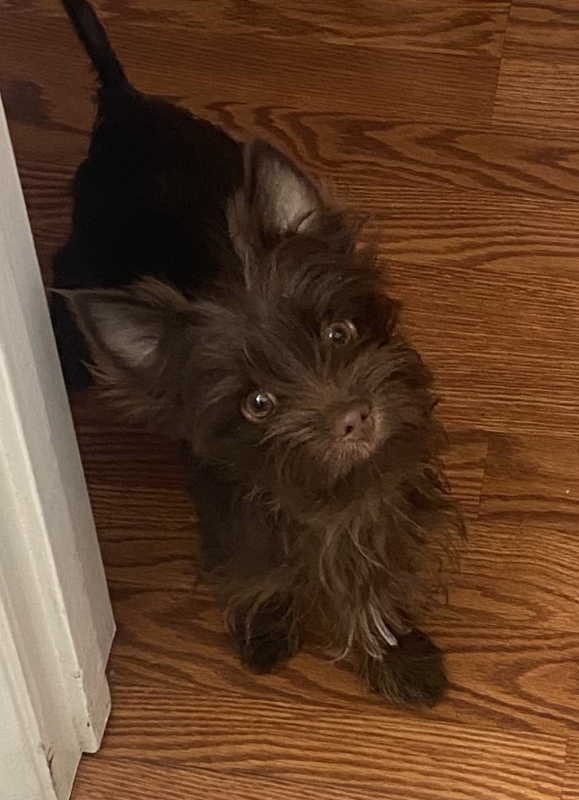 Past Litter Puppy Image B