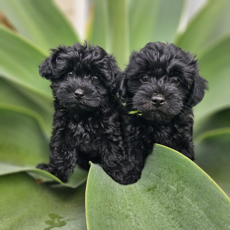 Happy Yorkiepoo Puppies from a previous litter